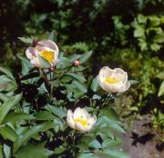 Propiedades de la raíz de Paeonia lactiflora Pall en la Medicina China